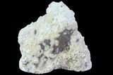 Agatized Fossil Coral Geode - Florida #90225-2